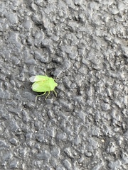 Chinavia hilaris