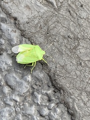 Chinavia hilaris