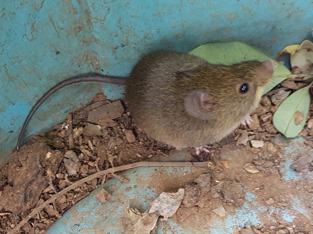 Hairy-tailed Bolo Mouse