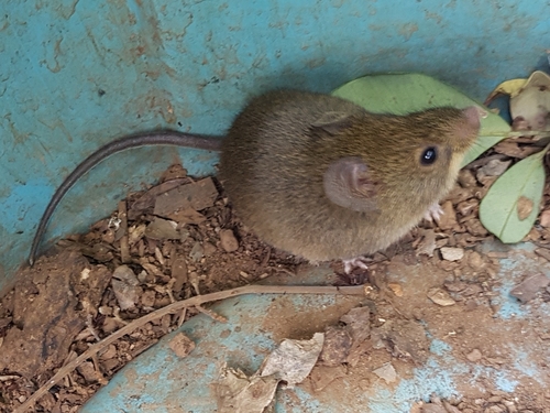 Hairy-tailed Bolo Mouse