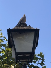 Streptopelia decaocto