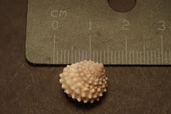 Tectarius grandinatus