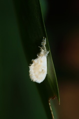Dalceridae