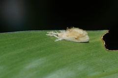 Dalceridae