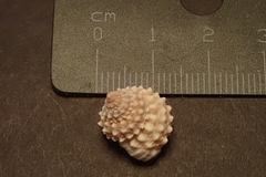 Tectarius grandinatus