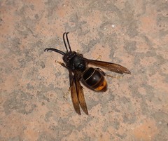 Vespa velutina nigrithorax