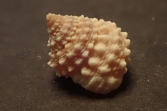 Tectarius grandinatus
