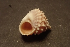 Tectarius grandinatus