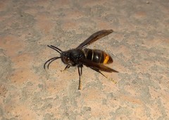 Vespa velutina nigrithorax