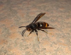 Vespa velutina nigrithorax