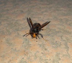 Vespa velutina nigrithorax