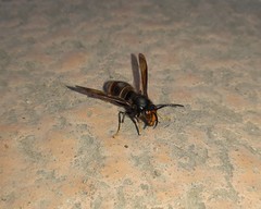 Vespa velutina nigrithorax