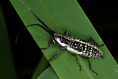 Ptychodes taeniotoides