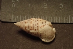 Clypeomorus petrosa