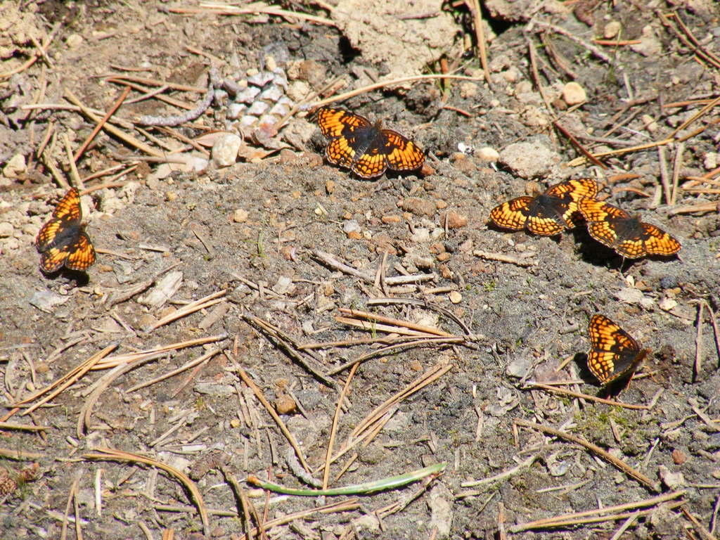 Hoffmann's Checkerspot