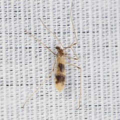 Erioptera venusta