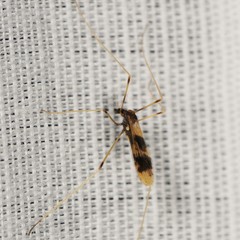 Erioptera venusta