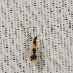 Erioptera venusta