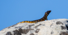 Pseudocordylus microlepidotus