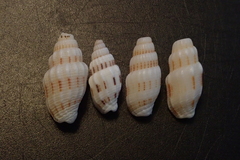 Vexillum exasperatum