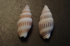 Vexillum exasperatum