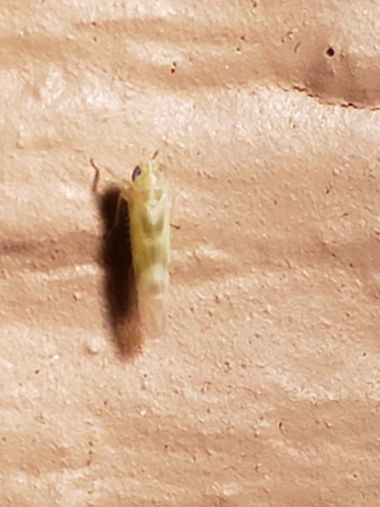 Matsumurasca convergens