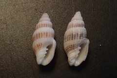 Vexillum exasperatum