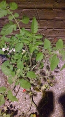 Solanum lycopersicum