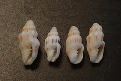 Vexillum exasperatum