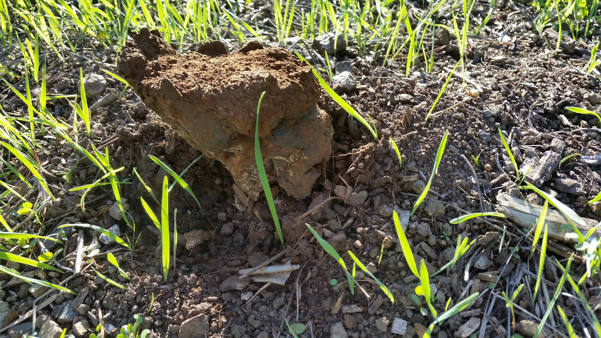 Pisolithus arrhizus image