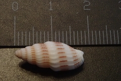 Vexillum exasperatum