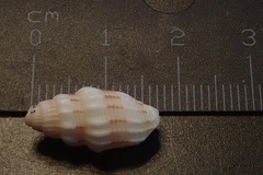 Vexillum exasperatum