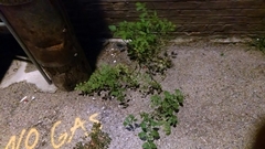 Solanum lycopersicum