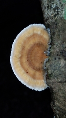 Coriolopsis