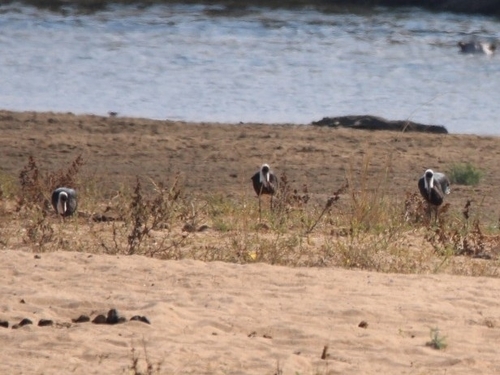 African Woolly-necked Stork (Ciconia microscelis), photo 9