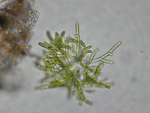 Microthamnion