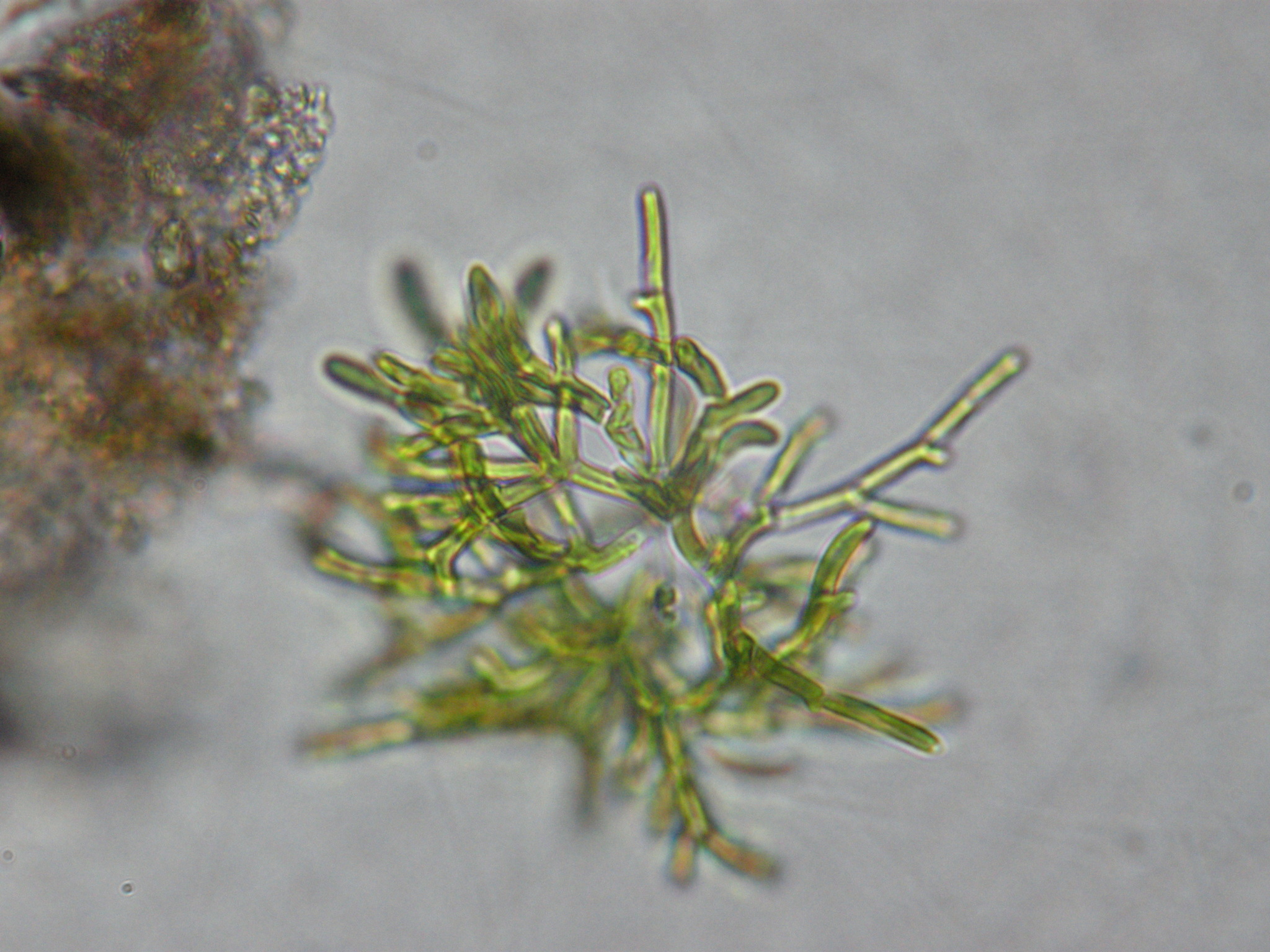 Microthamnion