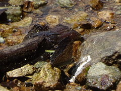 Lasaia sessilis