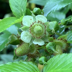 Rubus fraxinifolius