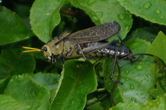 Taeniopoda citricornis