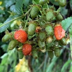 Rubus fraxinifolius
