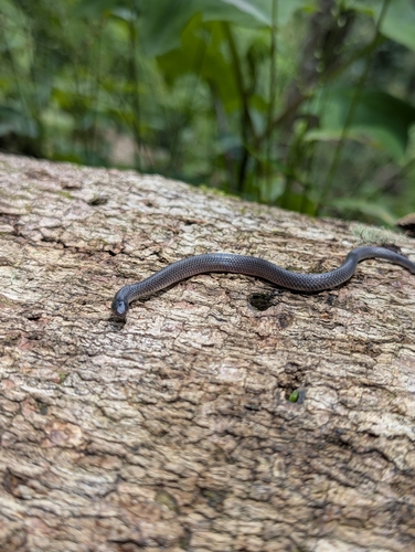Sallae's Earth Snake