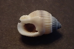 Nassarius albescens