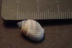 Nassarius albescens