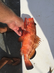 Epinephelus guttatus