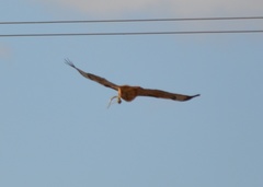 Buteo jamaicensis