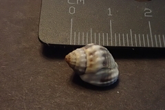 Nassarius pullus
