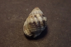 Nassarius pullus