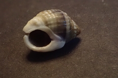 Nassarius pullus