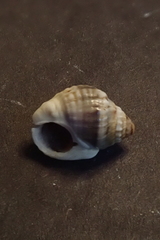 Nassarius pullus